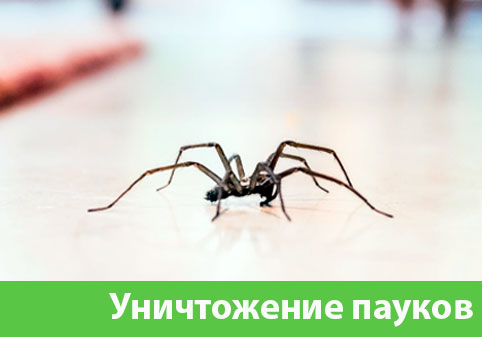 Избавиться от пауков в городе Тобольск