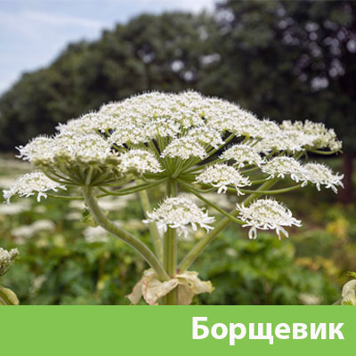 Борщевик в Тобольске