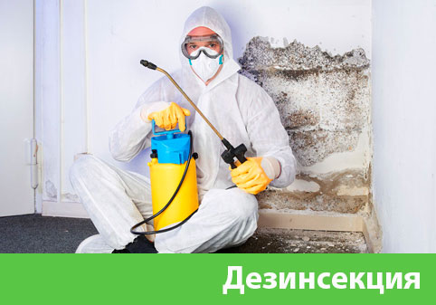 Дезинсекция в городе Тобольск