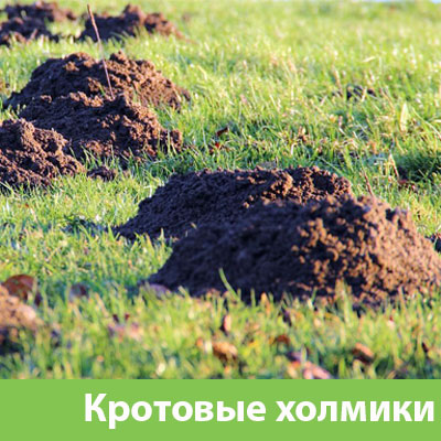 Кроты на участке в Тобольске