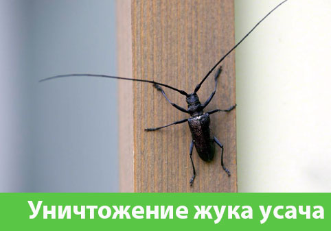 Обработка от жука усача в городе Тобольск