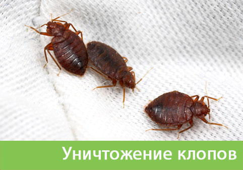 Уничтожение клопов в городе Тобольск