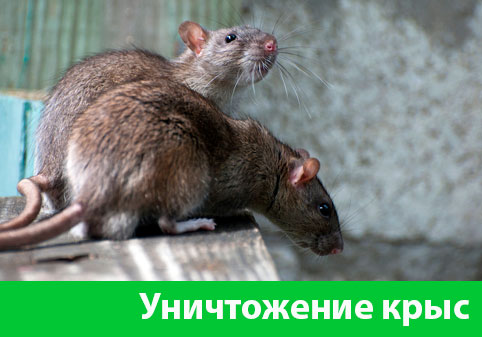 Уничтожение крыс в городе Тобольск