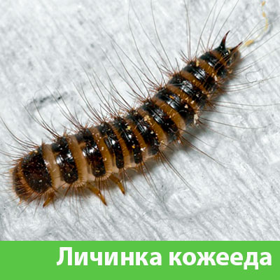 Личинка Кожееда в Тобольске