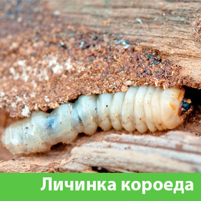 Уничтожение личинок короеда в Тобольске