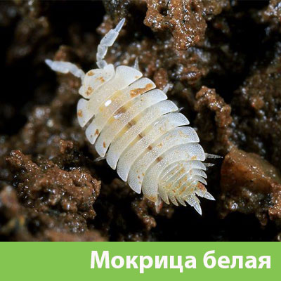 Мокрица в Тобольске фото