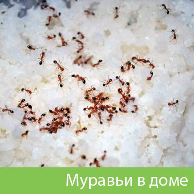 Муравьи в доме в Тобольске