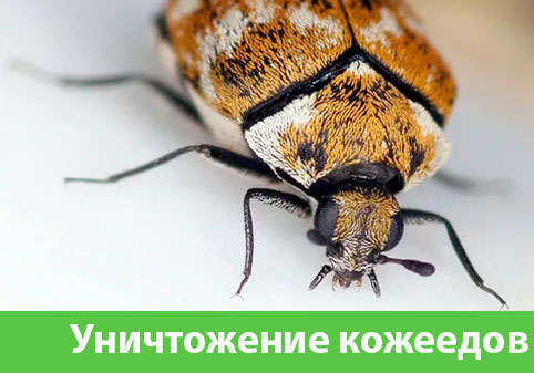Обработка от кожееда в городе Тобольск 