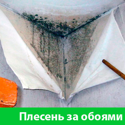 Удаление плесени в Тобольске