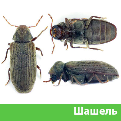 Обработка от шашеля в городе Тобольск