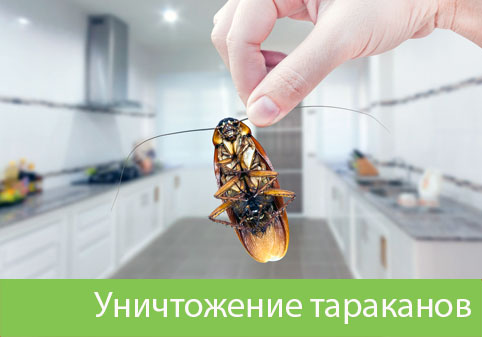 Уничтожение тараканов в городе Тобольск