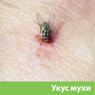 Уничтожение мух в Тобольске