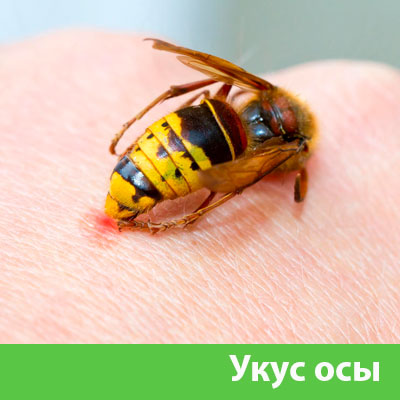 Профессиональное уничтожение ос и шершней в Тобольске