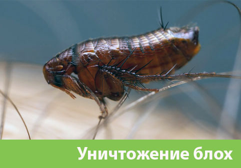 Уничтожение блох в городе Тобольск