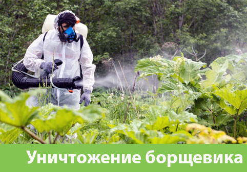 Уничтожение Борщевика в городе Тобольск