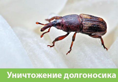 Уничтожение долгоносиков в городе Тобольск