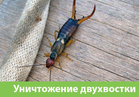 Уничтожение двухвостки в городе Тобольск