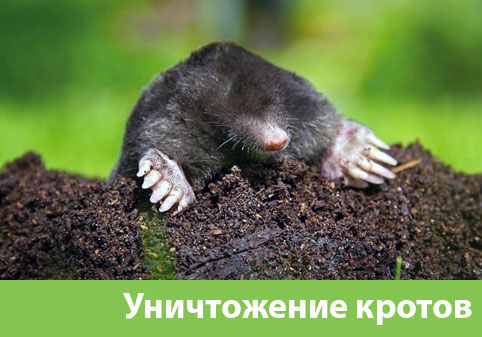 Уничтожение кротов в городе Тобольск