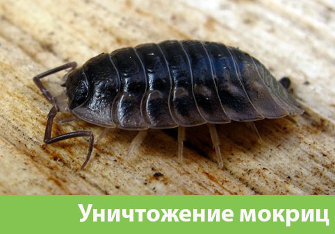Мокрицы в квартире в городе Тобольск