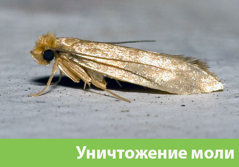 Уничтожение моли в городе Тобольск 