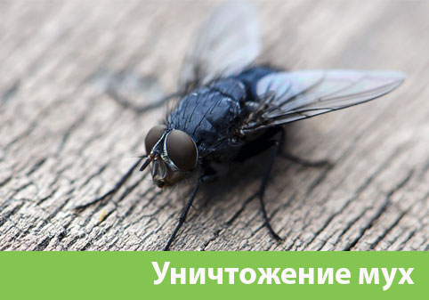 Уничтожение мух в городе Тобольск