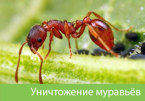 Уничтожение муравьёв в городе Тобольск