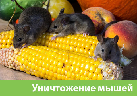 Уничтожение мышей в Тобольске