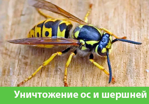 Уничтожение ос и шершней в городе Тобольск